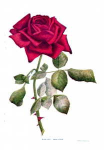 Vintage Crafts and More - Red Rose Silk Embroidery Pattern