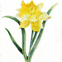 Vintage Crafts and More - Daffodil Silk Embroidery Pattern