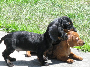 Dachshund Puppies