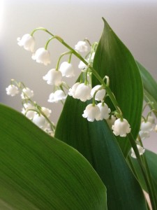 lily of the valley embroidery pattern vintage crafts and more