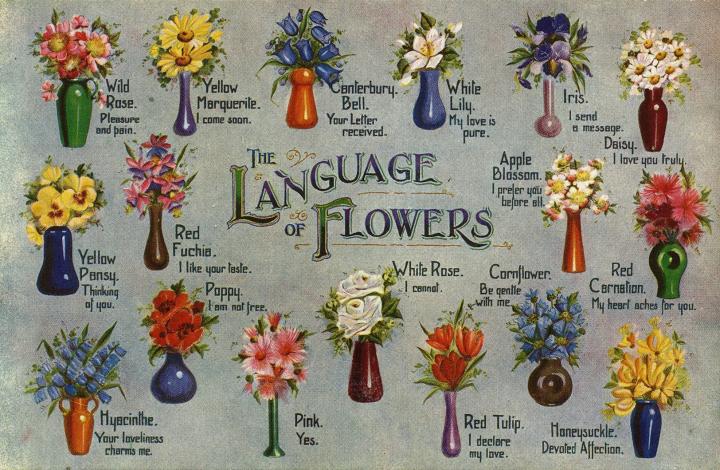Language of Flowers vintage postcard