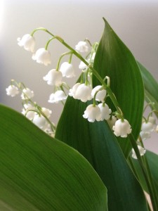 Lily of the Valley Pattern for Silk Embroidery - Vintage Crafts and More