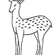 Deer embroidery pattern